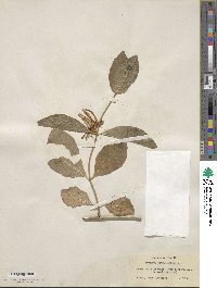 Lonicera periclymenum image