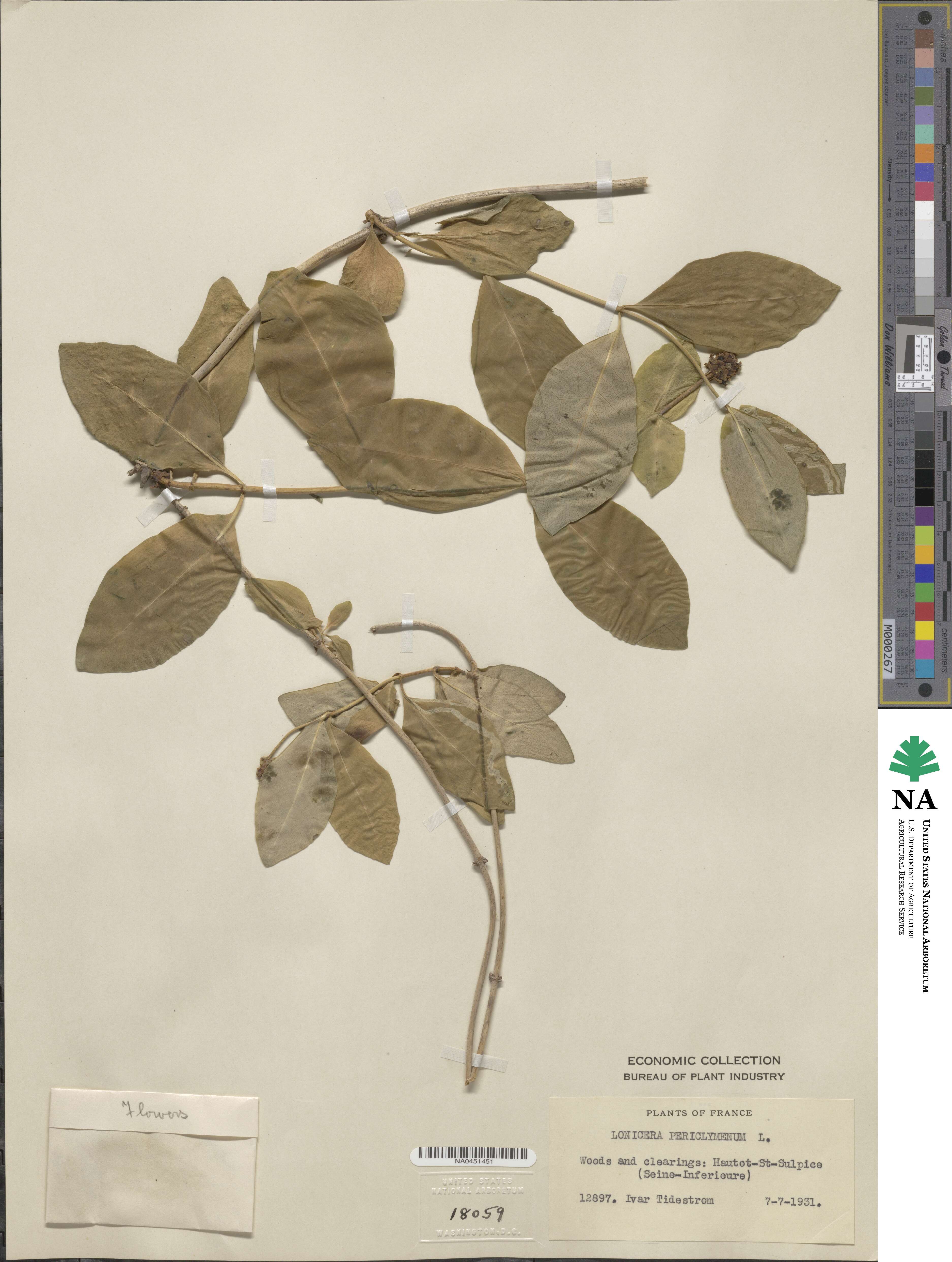 Lonicera periclymenum image