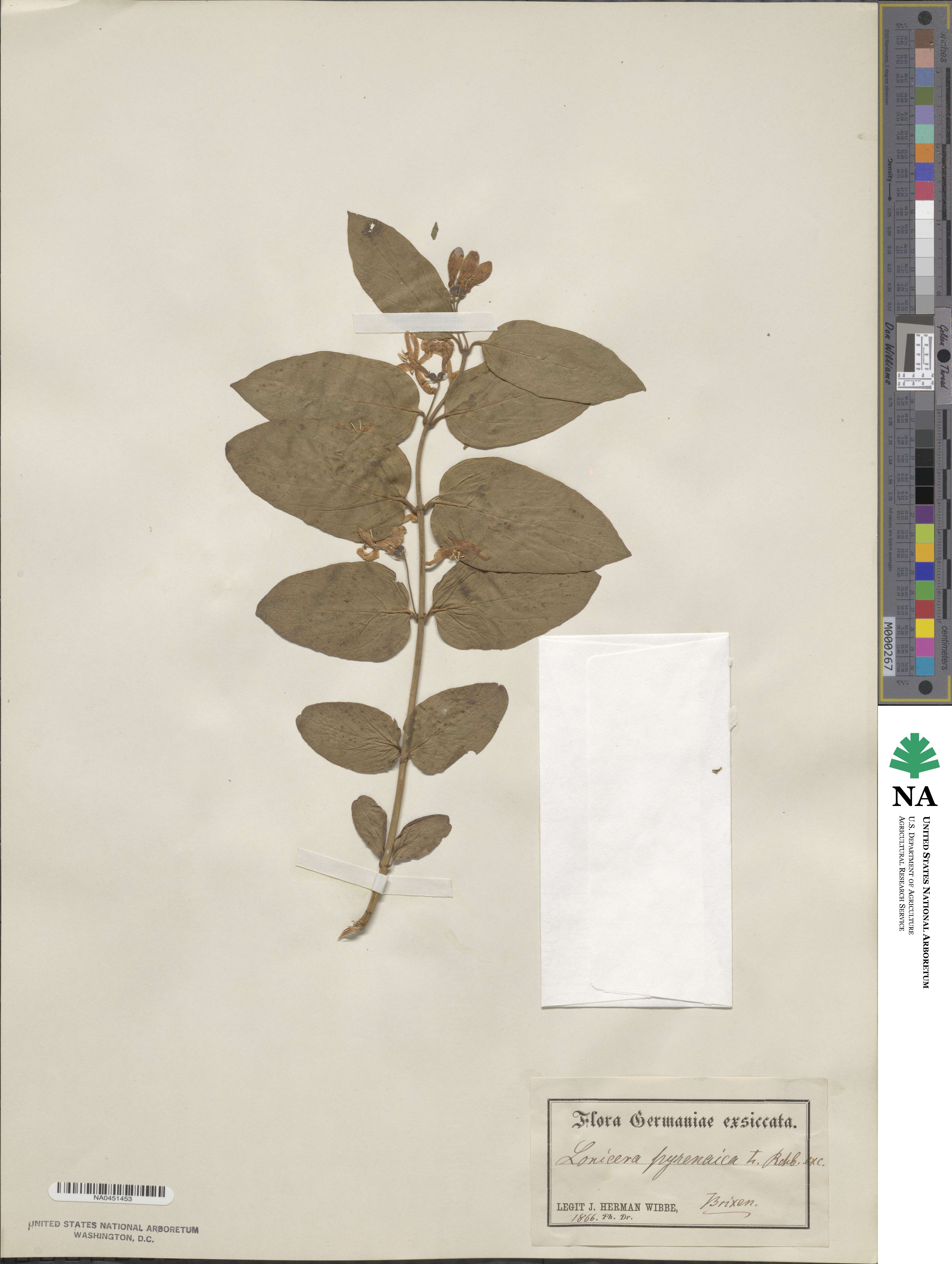 Lonicera pyrenaica image