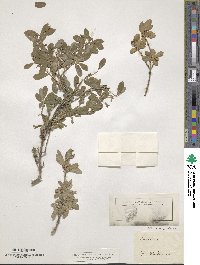 Lonicera pyrenaica image