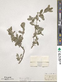 Lonicera pyrenaica image