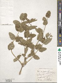 Lonicera tatarica image