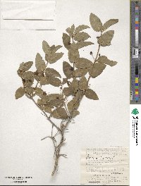 Lonicera tatarica image