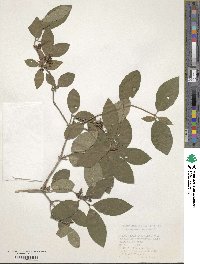 Lonicera xylosteum image