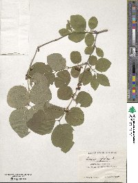 Lonicera xylosteum image