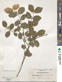 Lonicera xylosteum image