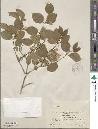 Lonicera xylosteum image