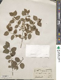 Lonicera xylosteum image