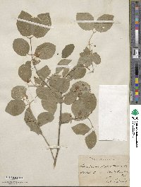 Lonicera xylosteum image