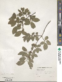 Lonicera xylosteum image