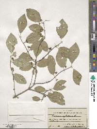 Lonicera xylosteum image