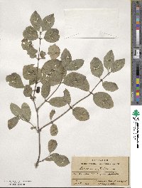 Lonicera xylosteum image