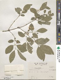 Lonicera xylosteum image