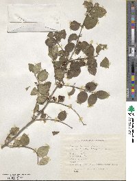 Lonicera xylosteum image