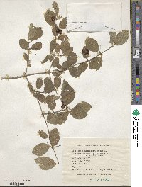 Lonicera xylosteum image