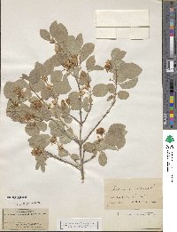 Lonicera xylosteum image