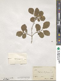 Lonicera xylosteum image