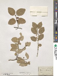 Lonicera xylosteum image