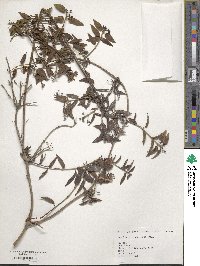 Lonicera acuminata image