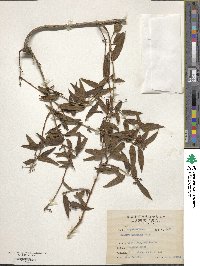 Lonicera acuminata image