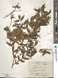 Lonicera acuminata image