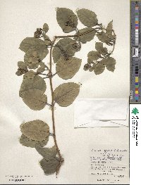 Lonicera affinis image