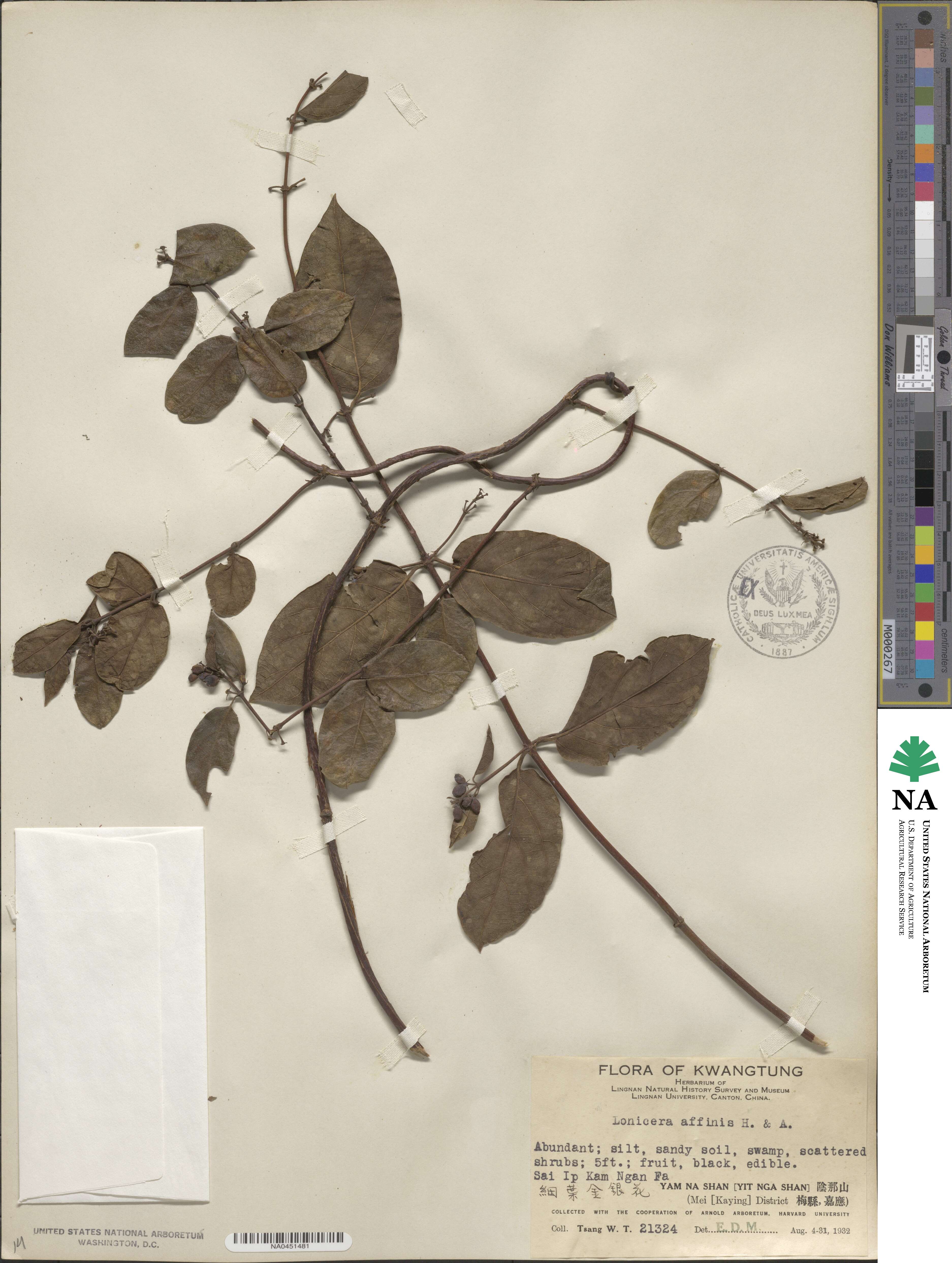 Lonicera affinis image