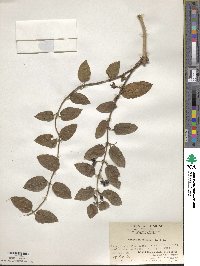 Lonicera affinis image