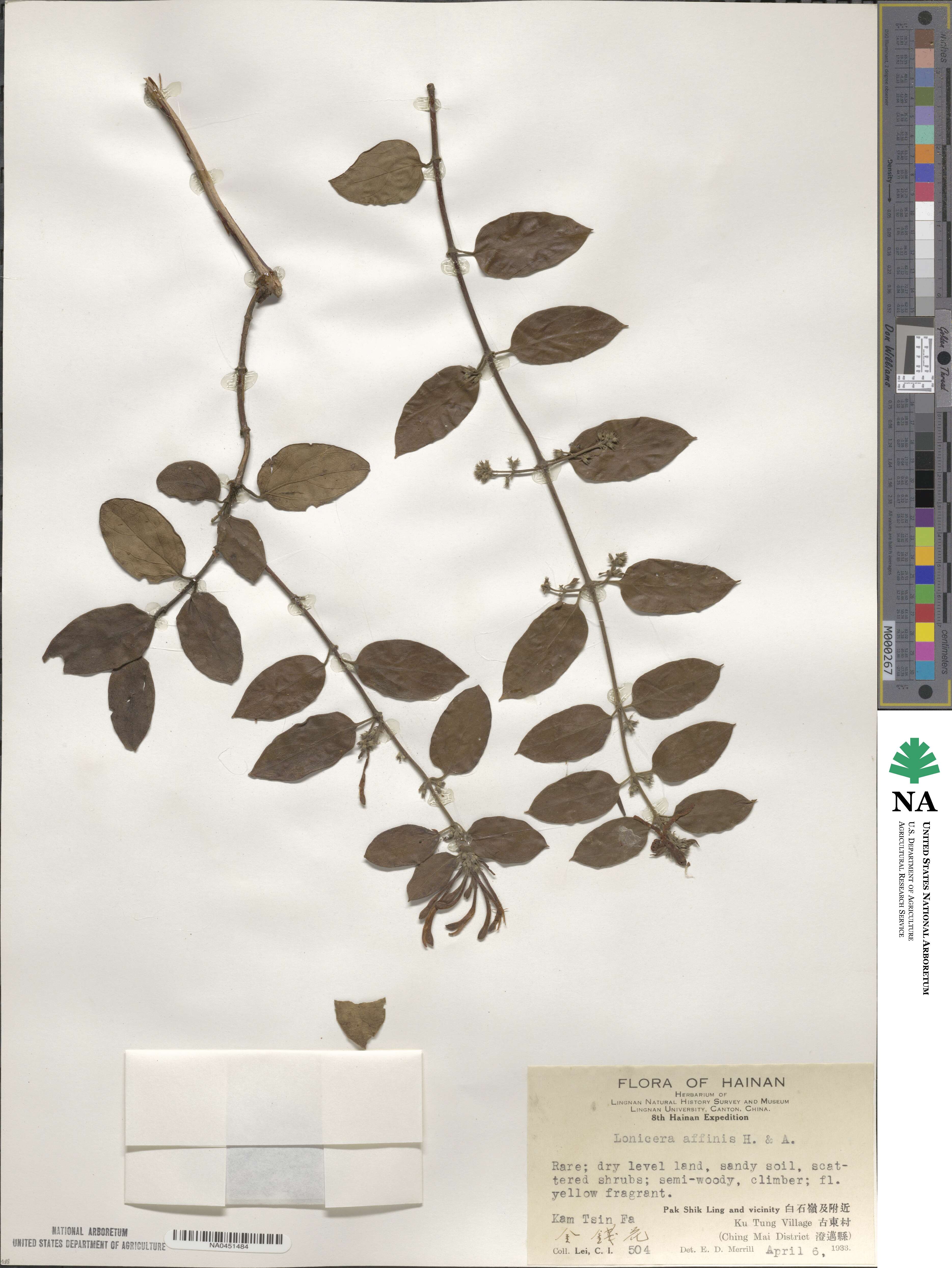 Lonicera affinis image