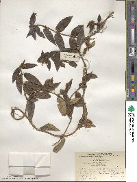 Lonicera affinis image