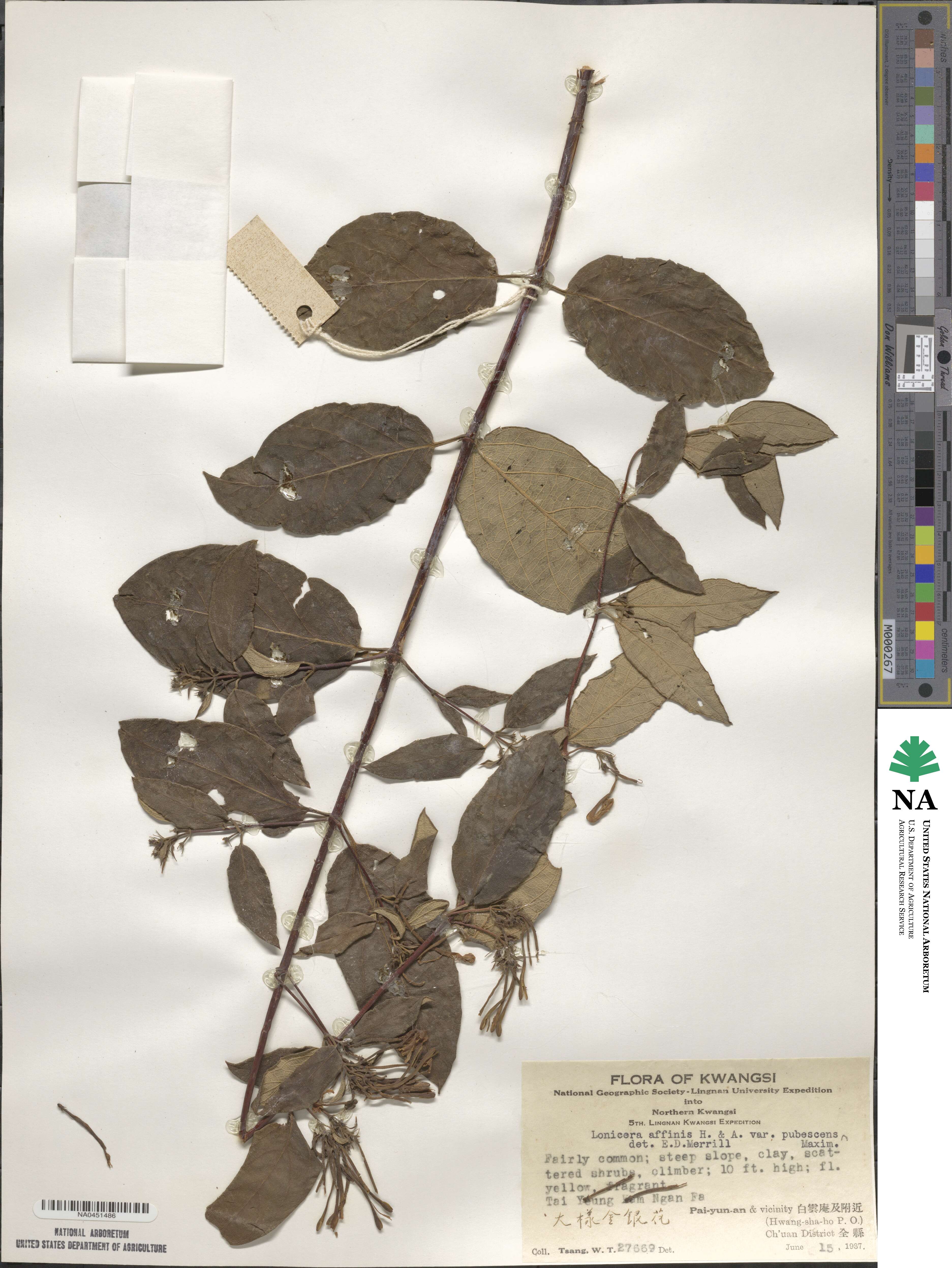 Lonicera affinis image