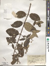 Lonicera affinis image