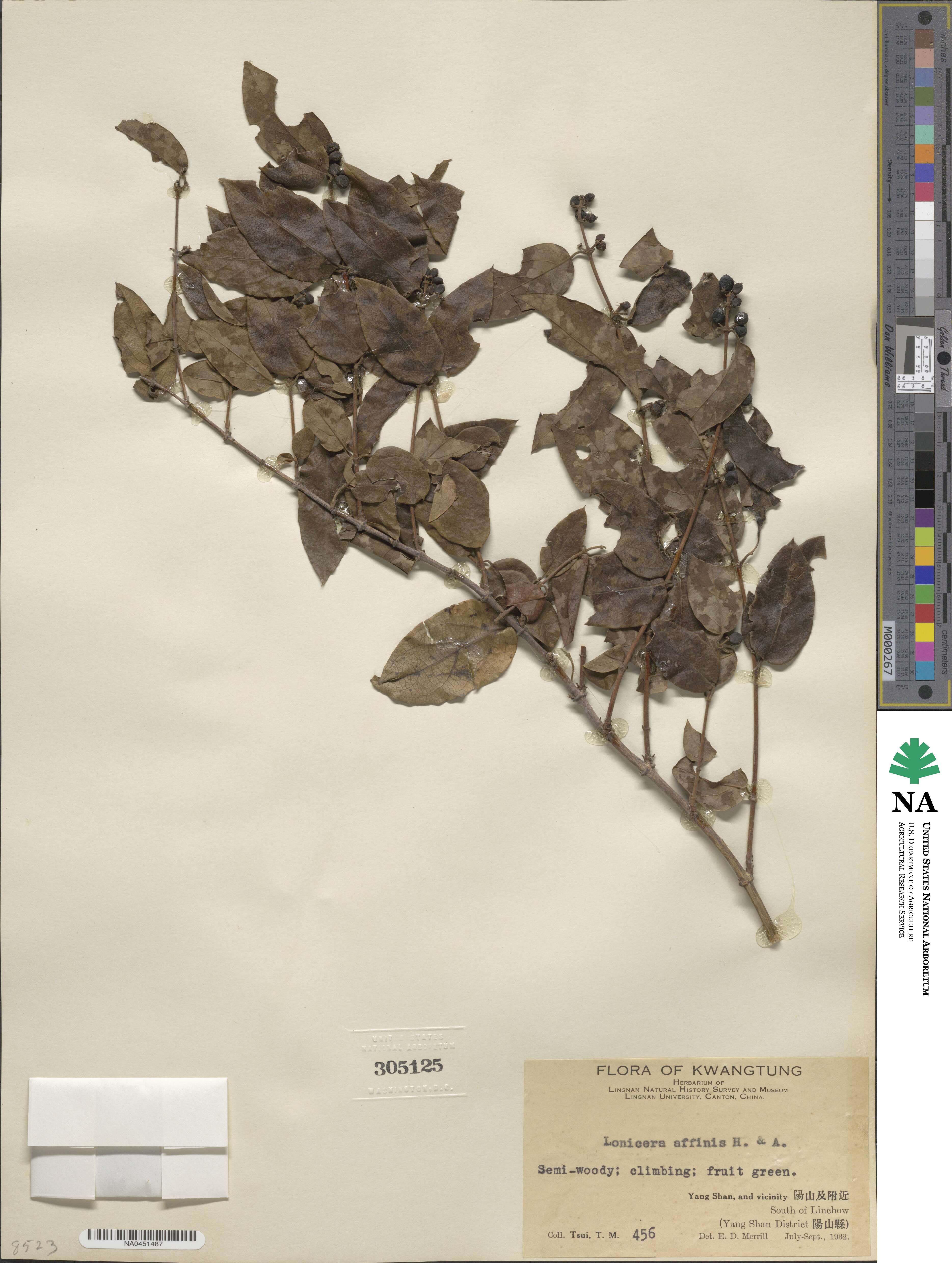Lonicera affinis image
