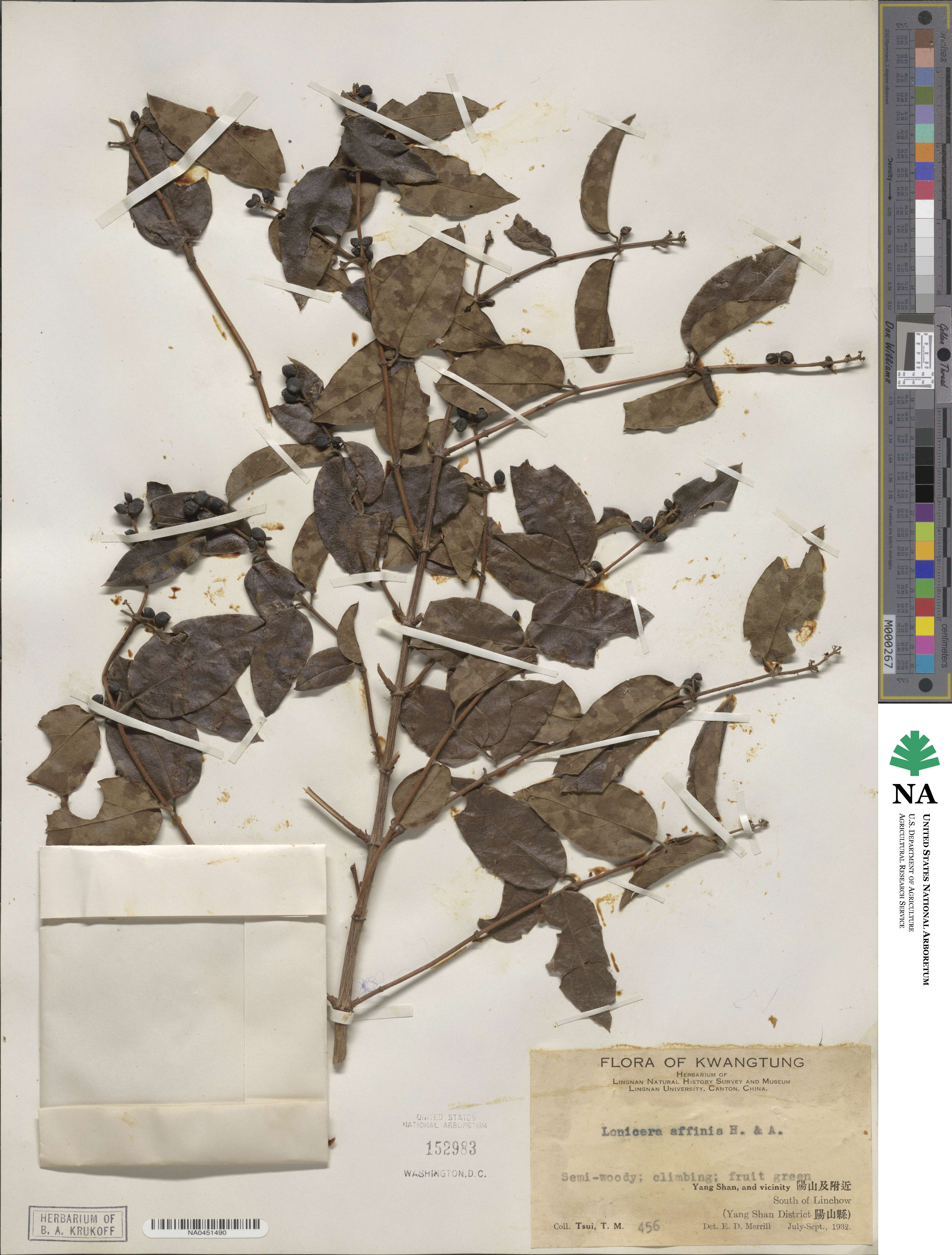 Lonicera affinis image