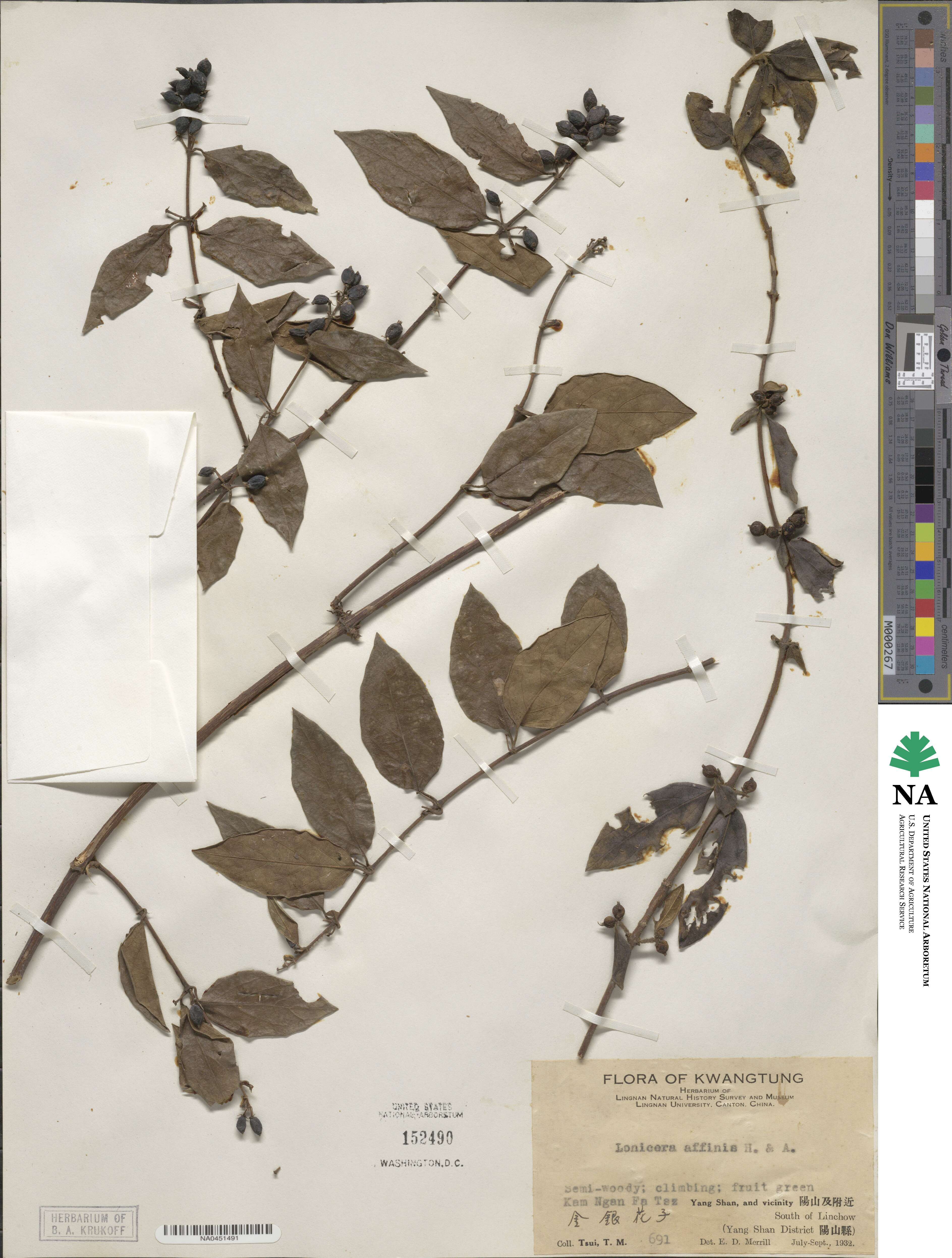 Lonicera affinis image