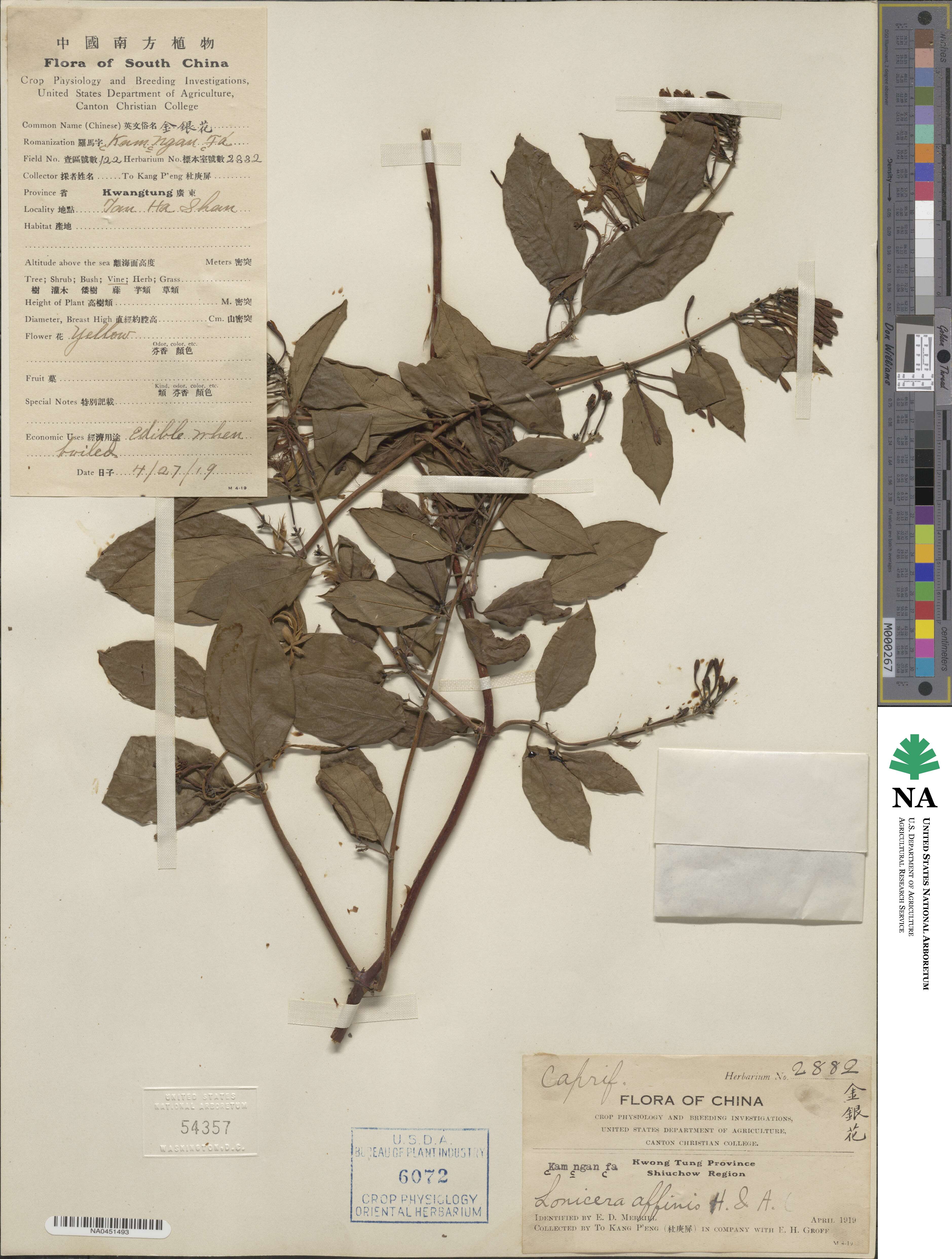 Lonicera affinis image