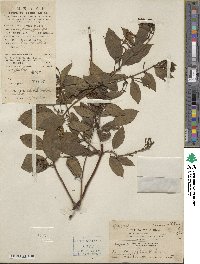 Lonicera affinis image