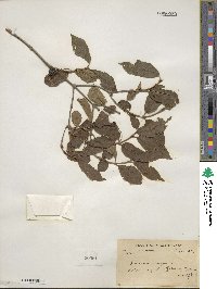 Lonicera alpigena image