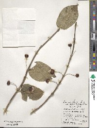 Lonicera alpigena image