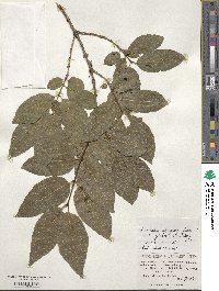 Lonicera alpigena var. glehnii image