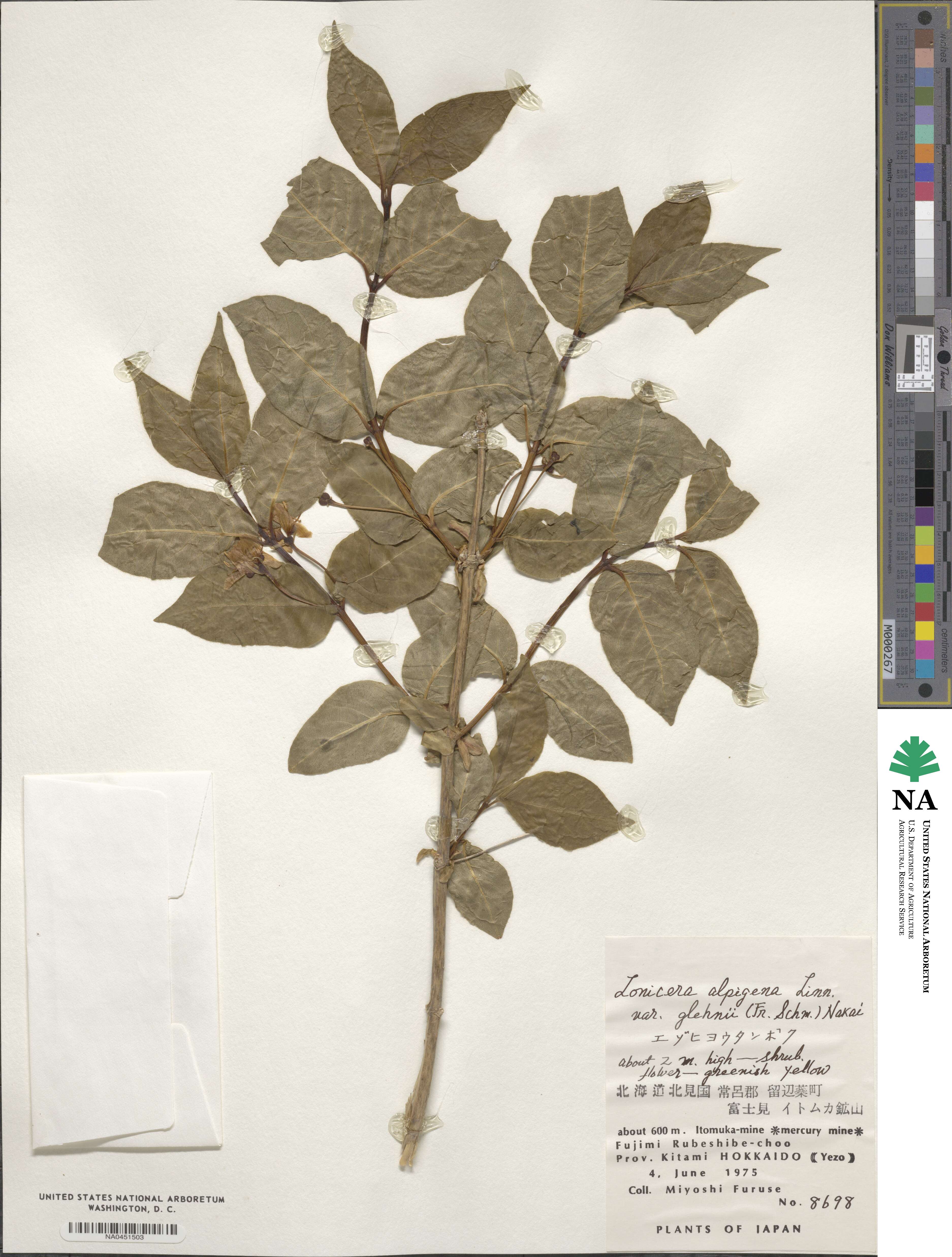 Lonicera alpigena var. glehnii image