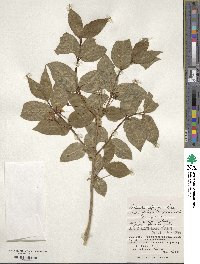 Lonicera alpigena image