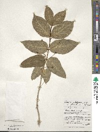 Lonicera alpigena image