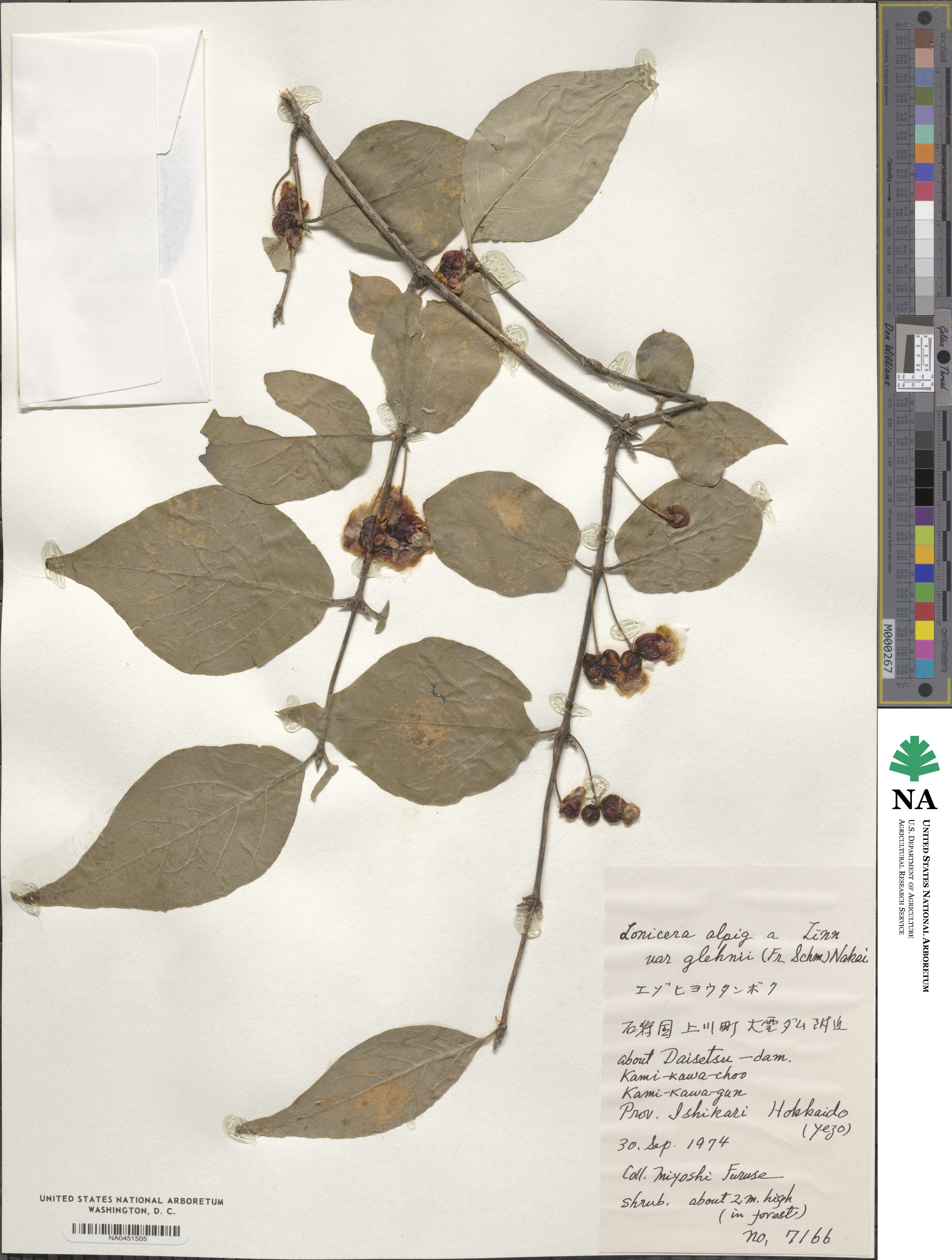 Lonicera alpigena image