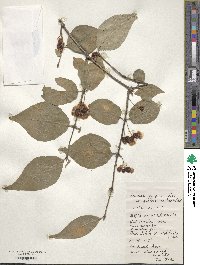 Lonicera alpigena var. glehnii image