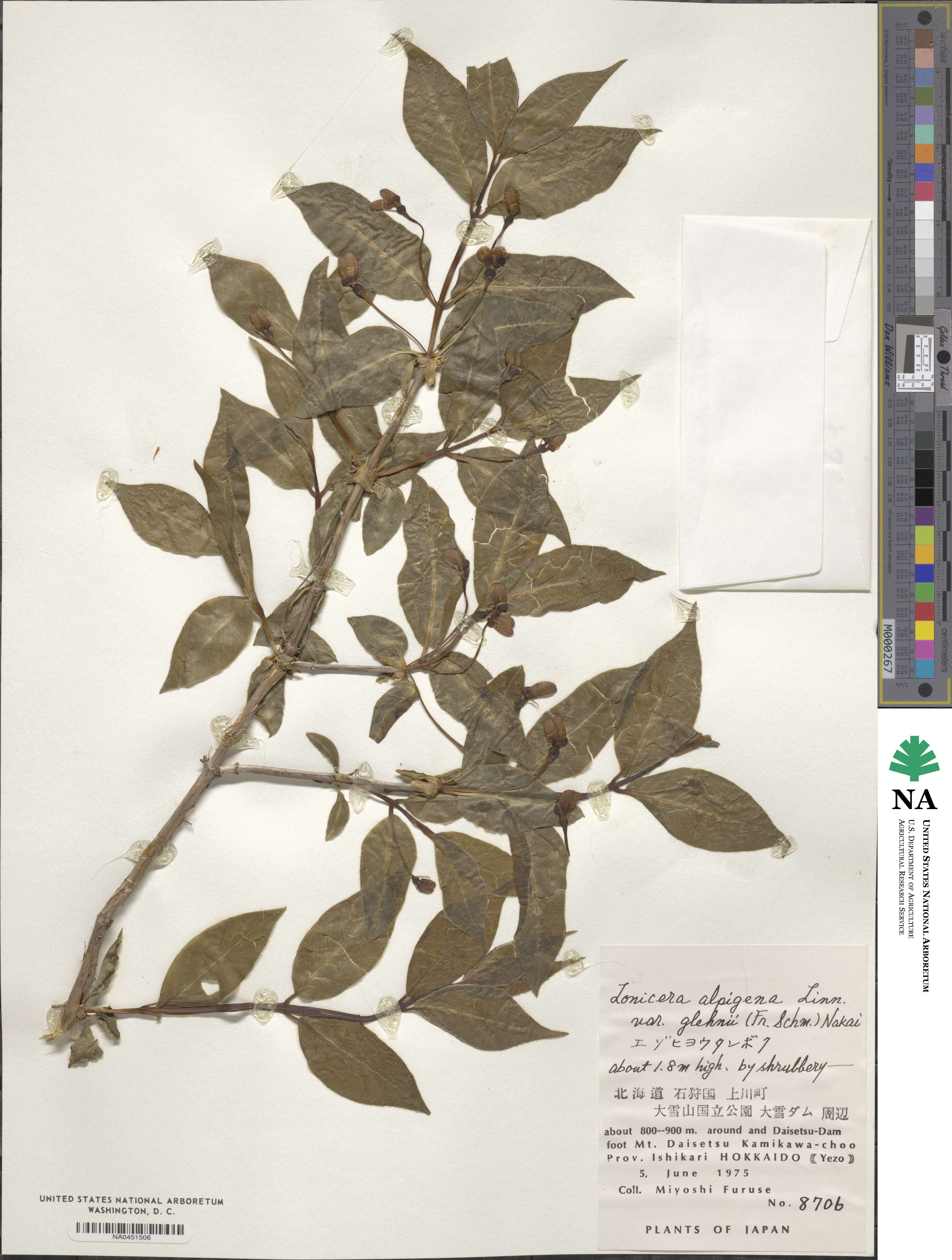 Lonicera alpigena image