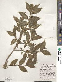 Lonicera alpigena image