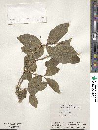 Lonicera alpigena image