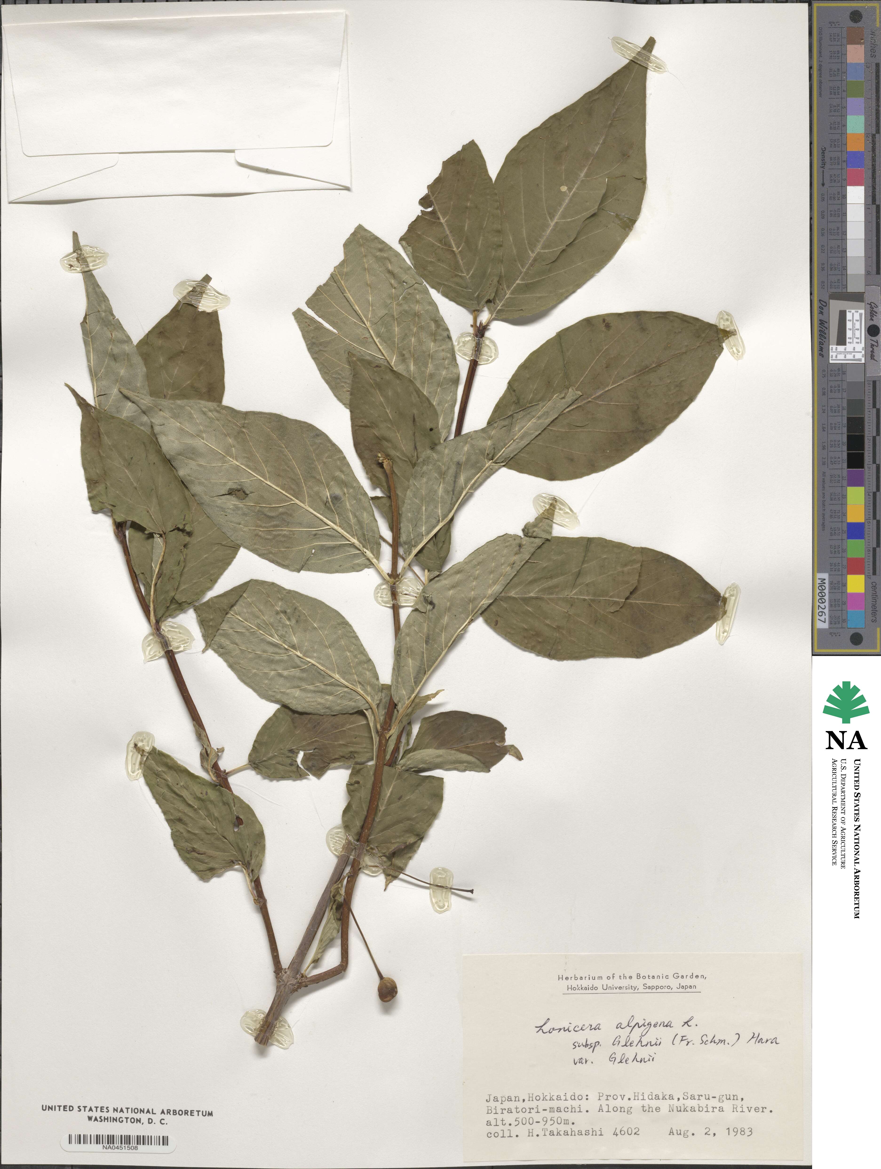 Lonicera alpigena var. glehnii image