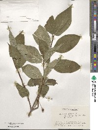 Lonicera alpigena image